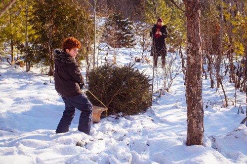 A child pulls a Christmas tree through the snow while an adult watches nearby in a winter forest.