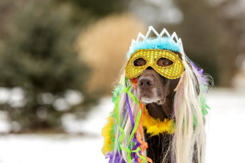 A dog wearing a colorful mask and festive decorations, set against a snowy background.
