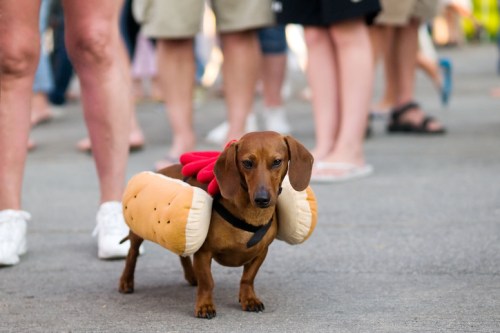 A dachshund dressed as a hot dog stands among a crowd of people at an outdoor event.