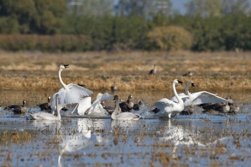 A group of swans and ducks splashing in a wetland, with reflections in the water and greenery in the background.