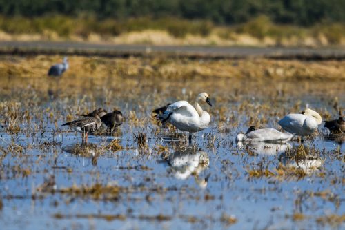 A group of swans and ducks wading in shallow water among reeds and grasses, with a blurred background of trees.