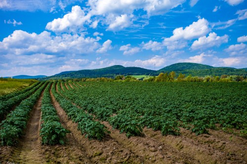 Lush green potato fields stretch towards rolling hills under a bright blue sky with fluffy white clouds.