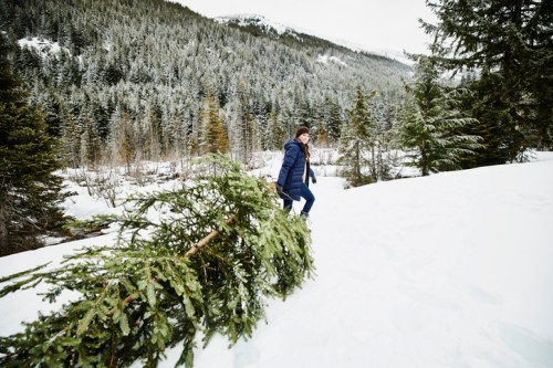 A person pulls a freshly cut Christmas tree through the snow in a forested, mountainous landscape.