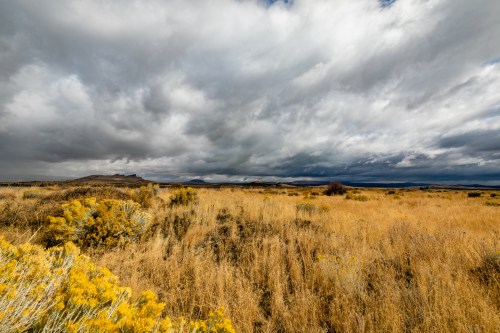 A vast landscape of golden grass under a dramatic sky filled with dark clouds.