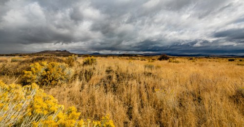 A vast, open landscape with tall grasses and yellow wildflowers under a dramatic, cloudy sky.