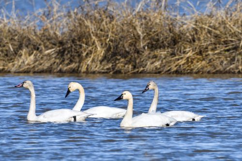 Four swans swimming in a calm body of water, with dry grass in the background.