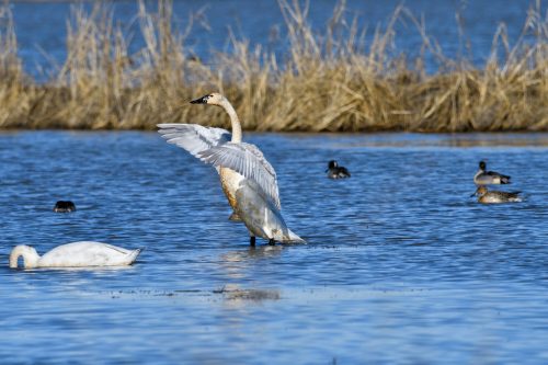 A swan spreads its wings in a wetland, with other ducks swimming in the background and tall grass along the shore.