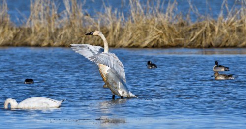 A swan stands in shallow water, wings outstretched, with other ducks swimming nearby and tall grass in the background.