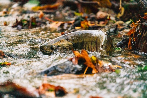 A fish swimming in a shallow stream surrounded by autumn leaves and rocks.