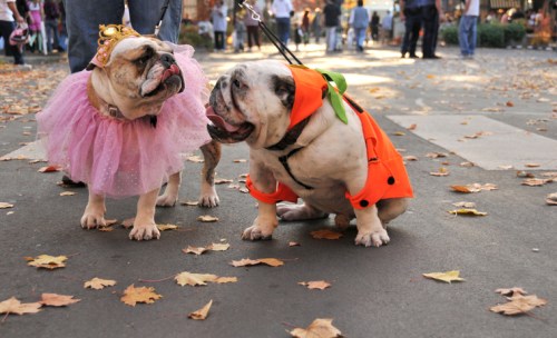 Two bulldogs dressed in costumes, one in a pink tutu and crown, the other in an orange outfit, surrounded by autumn leaves.
