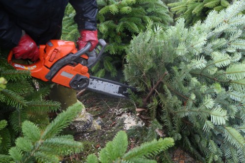 A person in red gloves uses an orange chainsaw to cut a tree among green pine branches.