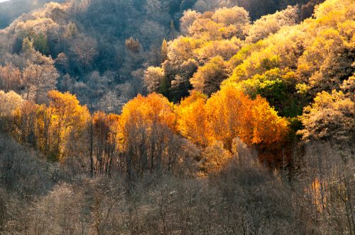 Vibrant autumn foliage with bright orange and yellow trees amidst a backdrop of bare branches and muted colors.