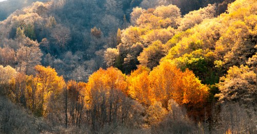 Vibrant autumn foliage with golden and orange trees against a backdrop of green and brown hills.