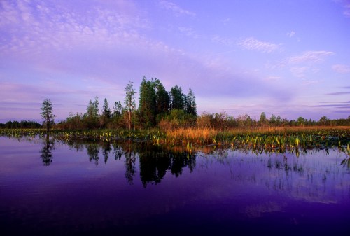 A serene wetland scene at dusk, featuring a small island surrounded by calm water and lush vegetation reflecting in the water.