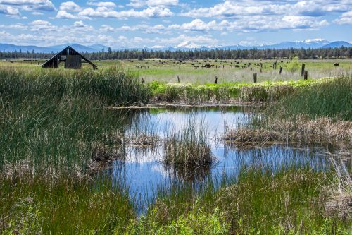 A serene landscape featuring a pond surrounded by tall grass, with a distant barn and mountains under a blue sky.