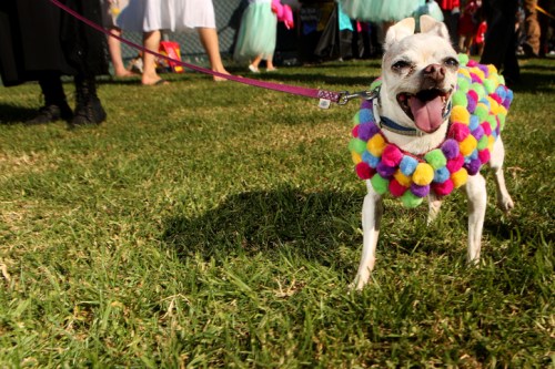 A happy dog in a colorful pom-pom costume stands on grass, surrounded by people in festive attire.