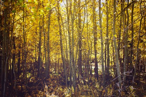 A vibrant forest scene with tall trees adorned in bright yellow leaves, creating a warm, autumn atmosphere.