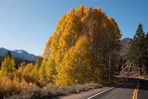 A winding road lined with vibrant yellow trees against a backdrop of mountains and clear blue sky.