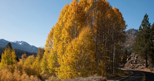 A scenic view of vibrant yellow autumn trees alongside a winding road with mountains in the background.