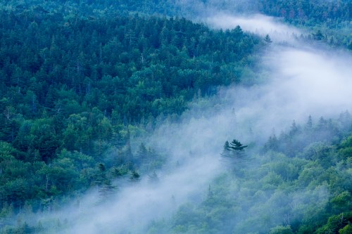 A misty forest landscape with dense trees and fog rolling through the greenery.