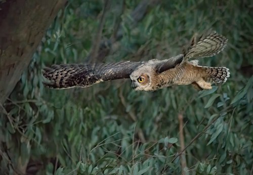 A majestic owl in flight, wings spread wide, gliding through a lush green forest.