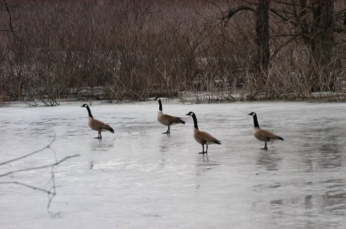 Four geese standing on a frozen pond, surrounded by bare trees and shrubs in a winter landscape.