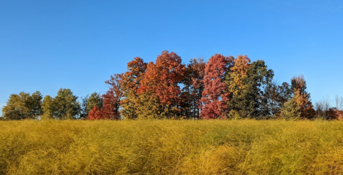 A vibrant autumn landscape featuring colorful trees against a clear blue sky, with golden grass in the foreground.
