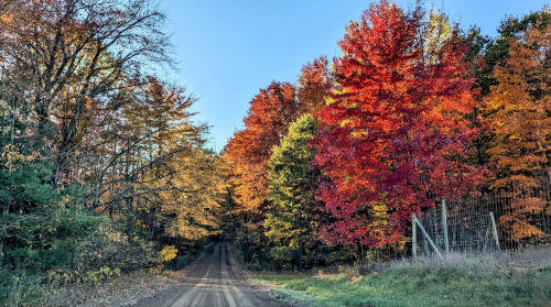 A dirt road lined with vibrant autumn trees in shades of red, orange, and yellow under a clear blue sky.