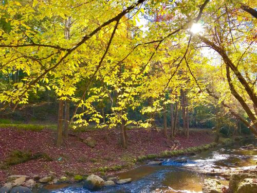 A serene stream flows through a forest with vibrant yellow autumn leaves and sunlight filtering through the trees.