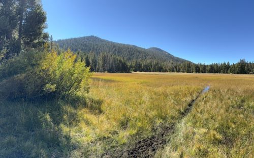 A serene landscape featuring a grassy meadow, surrounded by trees and mountains under a clear blue sky.