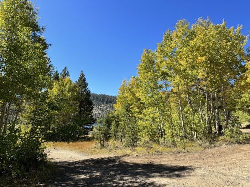 A dirt path leads through vibrant autumn trees, with a clear blue sky and a glimpse of a lake in the background.