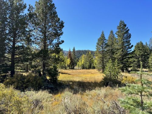 A serene landscape featuring tall pine trees and a grassy meadow under a clear blue sky.