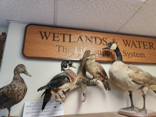 Taxidermy birds displayed on a shelf beneath a sign reading "WETLANDS & WATER: The Life Support System."