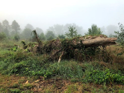 A fallen tree covered in moss and surrounded by tall grass and foggy trees in a misty landscape.