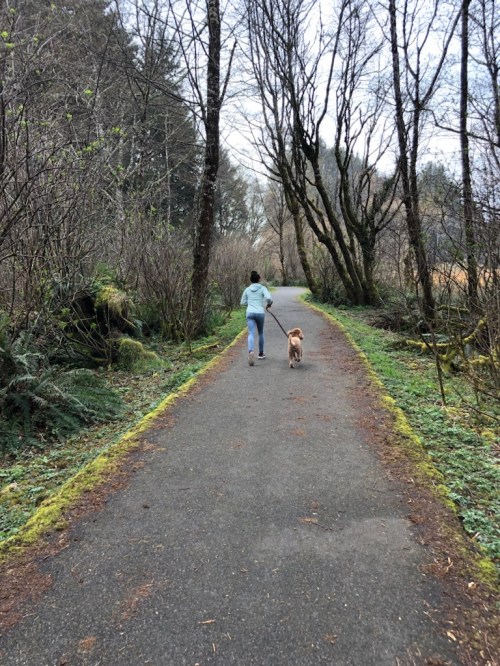 A person walks a dog along a tree-lined path in a forested area.