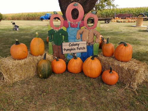 A pumpkin patch display with cutouts for faces, surrounded by pumpkins and hay bales, set in a rural landscape.