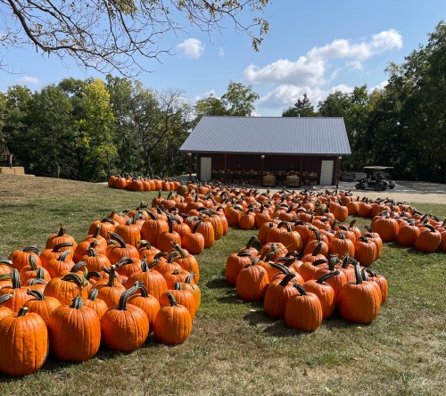A field of bright orange pumpkins arranged in a large shape, with a barn and trees in the background under a clear sky.