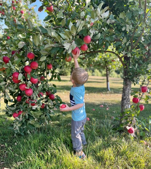 A young child reaches for red apples on a tree in a sunny orchard, surrounded by lush greenery.