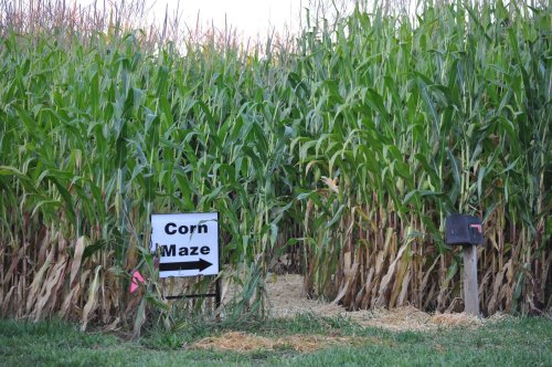 A corn maze entrance with a sign pointing left, surrounded by tall corn plants and a mailbox nearby.