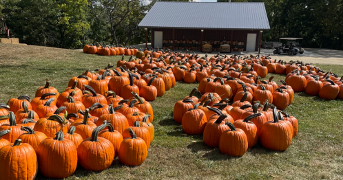 A field of bright orange pumpkins arranged on grass, with a building and trees in the background.
