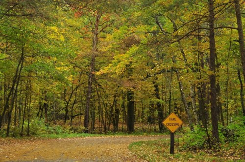 A winding dirt path through a colorful forest with a "Trail Crossing" sign amidst autumn foliage.