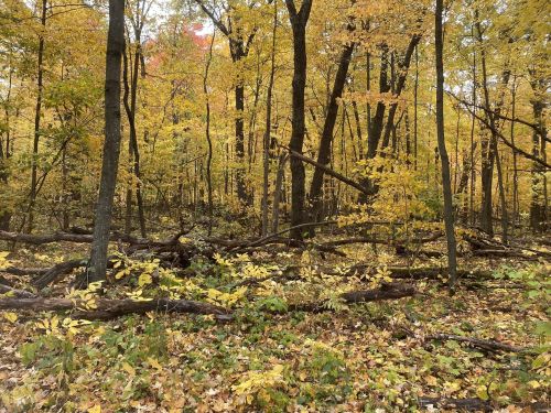 A serene forest scene with trees and ground covered in vibrant yellow and orange autumn leaves.