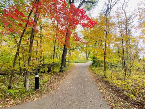 A winding path through a forest with vibrant autumn leaves in shades of red, orange, and yellow.