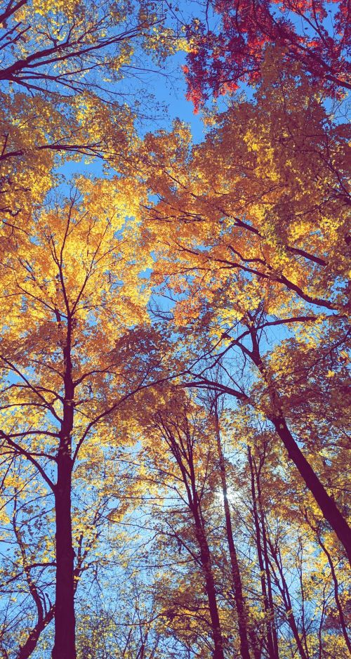 A vibrant canopy of autumn leaves in shades of yellow and orange against a clear blue sky.