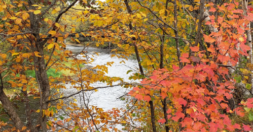 A serene river flows through a forest with vibrant autumn leaves in shades of yellow, orange, and red.