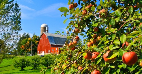 A red barn stands in the background, surrounded by apple trees with ripe apples under a clear blue sky.