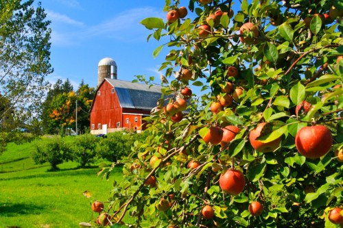 A red barn stands in the background, surrounded by apple trees laden with ripe apples under a clear blue sky.