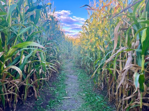 A narrow path through tall corn stalks under a blue sky with fluffy clouds.