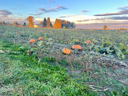 A pumpkin patch at sunset, with orange pumpkins scattered among green vines and a colorful sky in the background.
