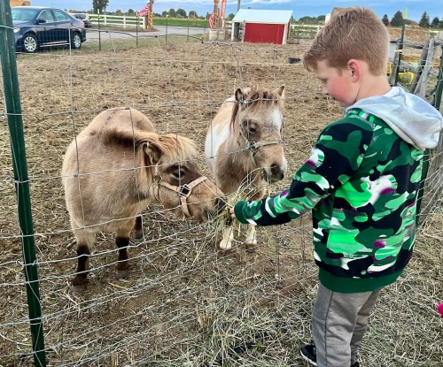 A child in a camo jacket feeds two small ponies through a fence on a farm.